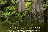 درخت سوسیس دیده بودید!؟ +عکس