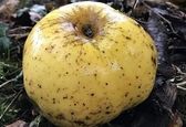 سیبی عجیب الخلقه درخت ۱۰۰ ساله +عکس