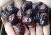 قیمت خرما به بسته‌ای ۵۰هزار تومان رسید 
