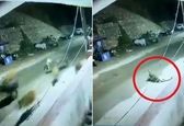 لحظه حمله پلنگ به گله گاو در مقابل پاسگاه پلیس! +عکس