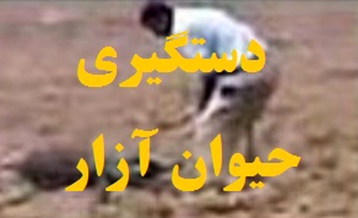 ماجرای سوزاندن جسد گرگ در ملایر