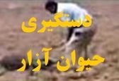 ماجرای سوزاندن جسد گرگ در ملایر