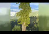 بلندترین درخت دنیا در شمال کالیفرنیا +فیلم