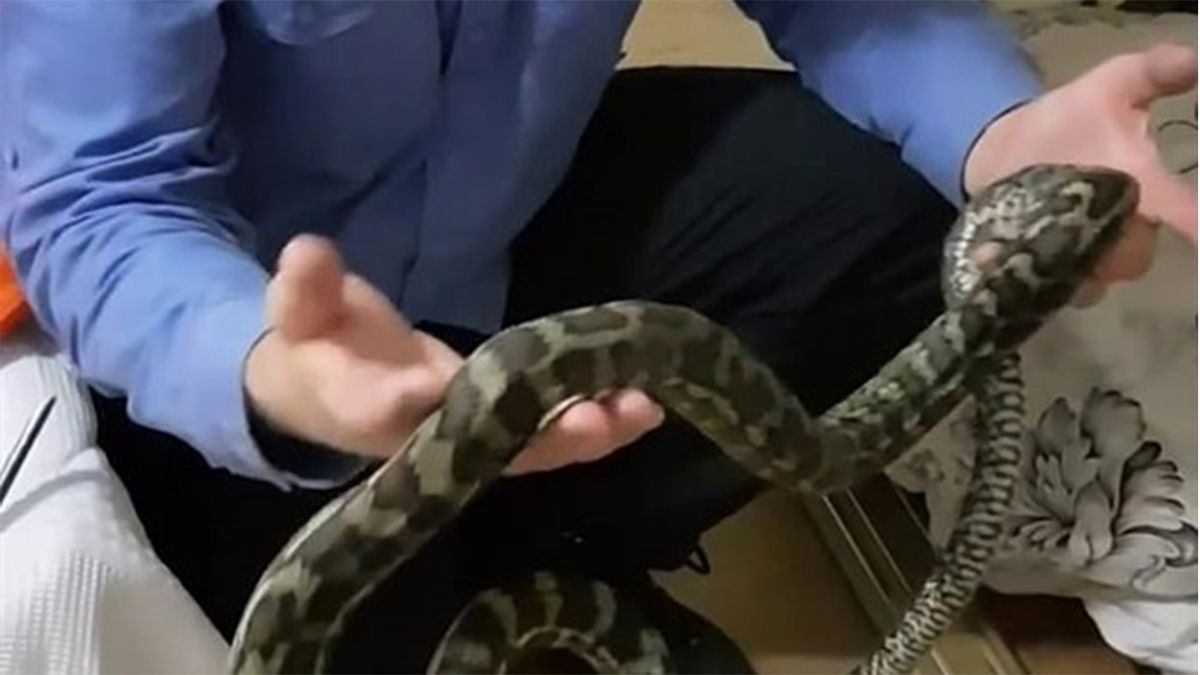 لحظه وحشتناک حمله مارها به اتاق خواب+ فیلم