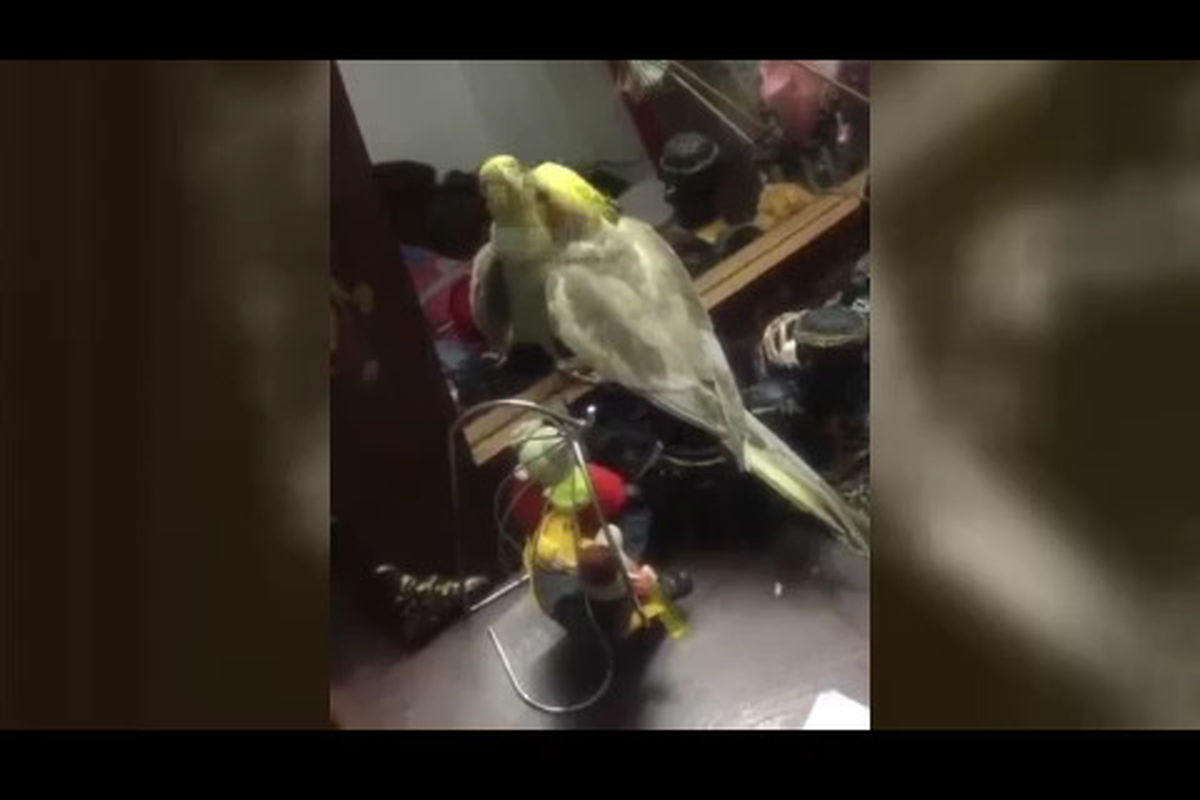 وقتی یک طوطی آهنگ شمالی می‌خواند! +فیلم