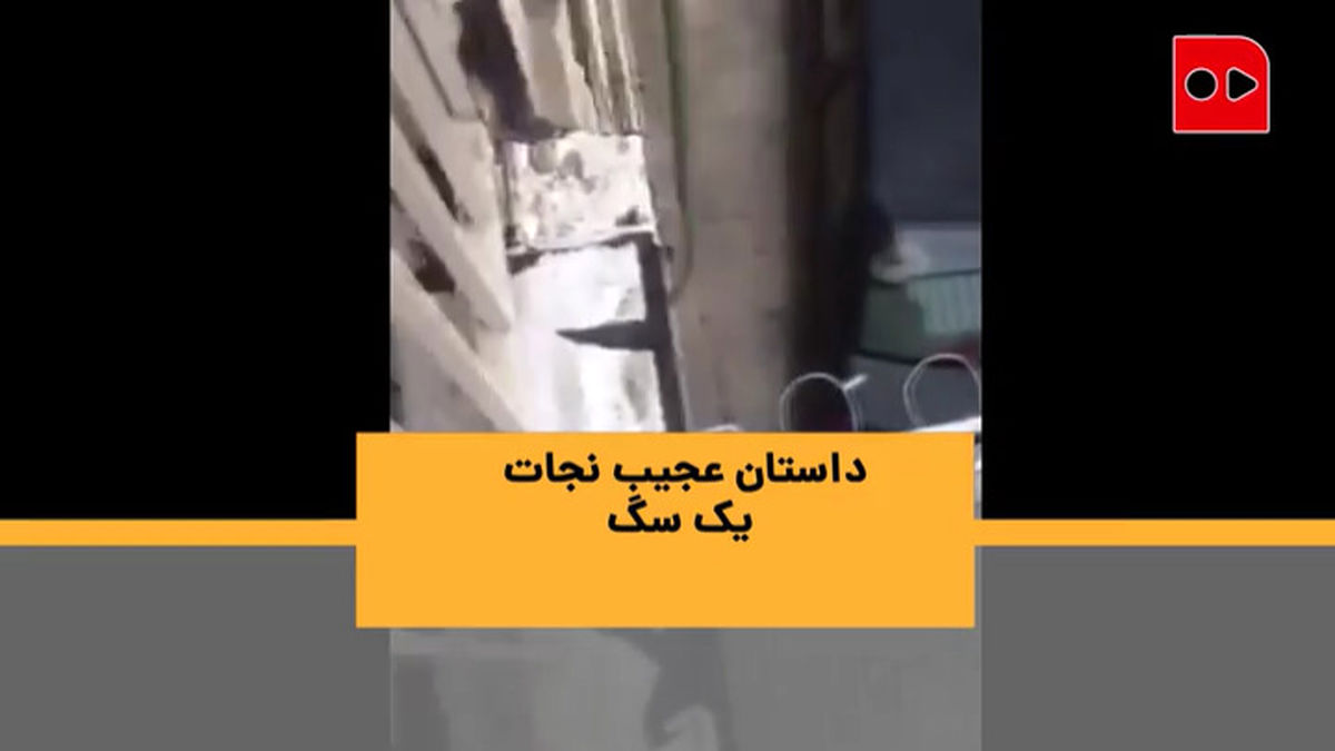 داستان عجیب نجات یک سگ +ویدئو