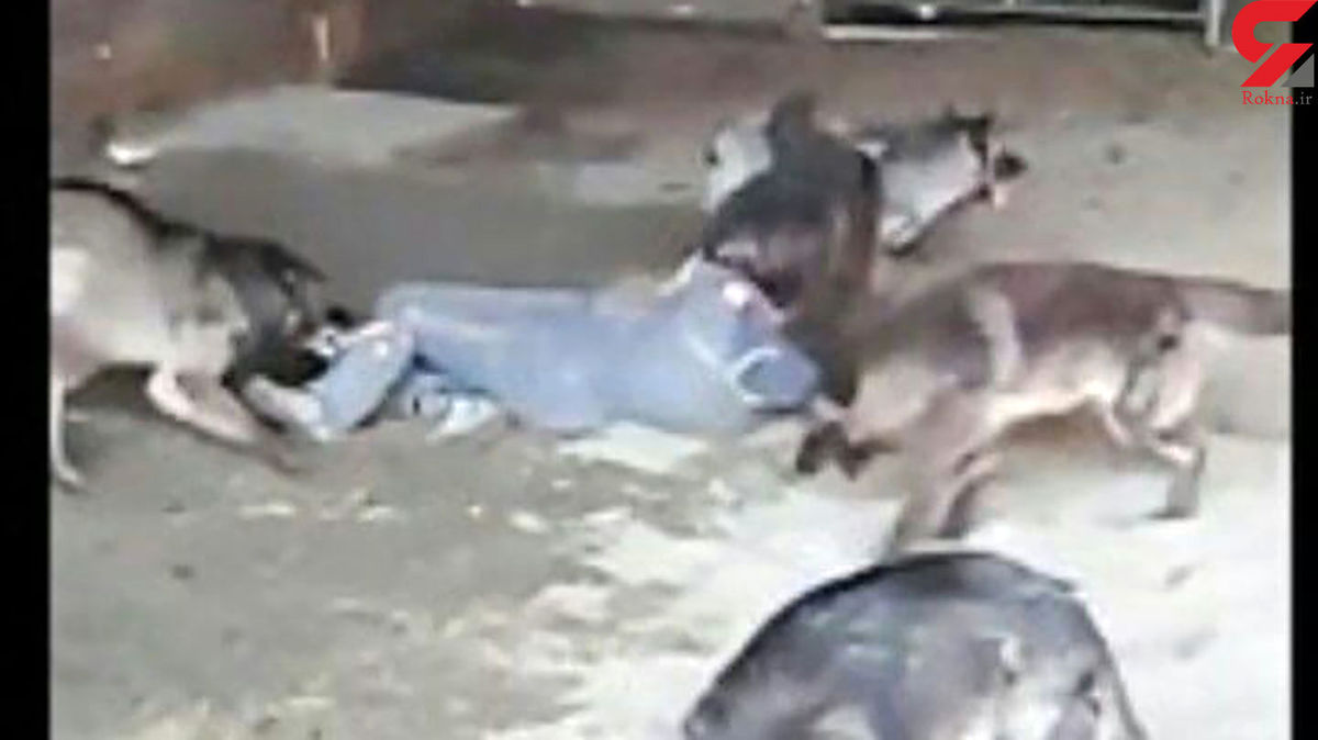 حمله وحشتناک سگ های ولگرد به یک خبرنگار