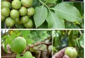سمی ترین درخت جهان+عکس