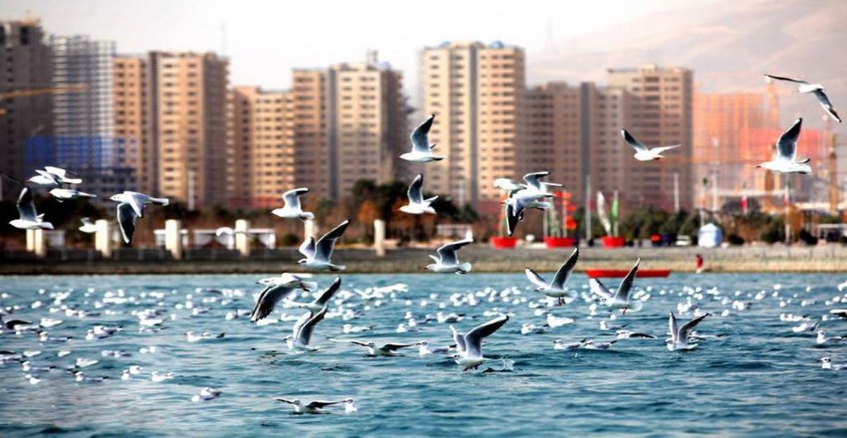 افغانستانی‌ها سند دریاچه چیتگر را به نام خود زدند! + فیلم