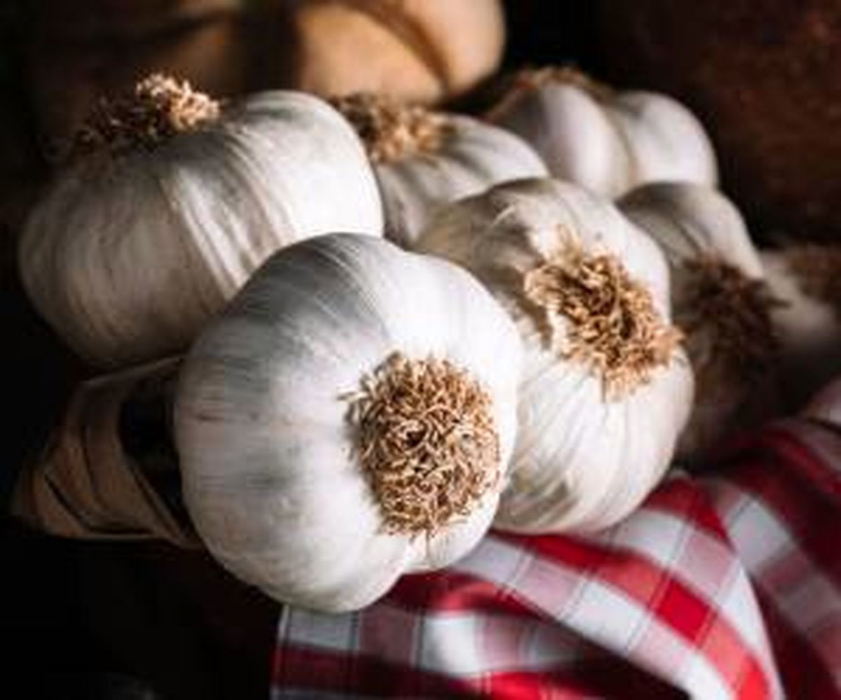 عوارض خطرناک خوردن سیر برای این افراد