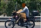 شکار عکس عجیب حمل گوسفند با موتور در اتوبان چمران تهران! +عکس 