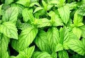معجزه این سبزی برای مهار تشنگی