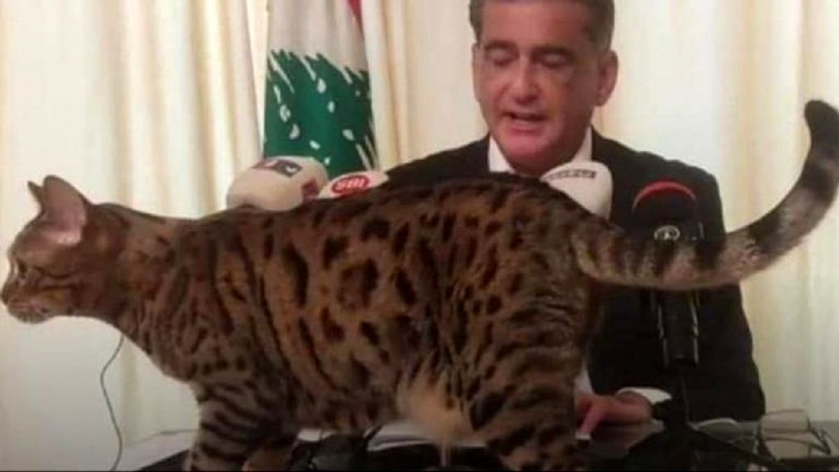 ورود ناگهانی گربه به کنفرانس خبری سوژه شد+ویدئو