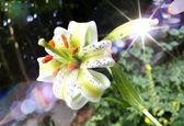 شکوفایی نادرترین گل دنیا در گیلان+عکس