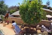 مبارزه تماشایی یک دختر با خرس برای نجات سگهایش+فیلم