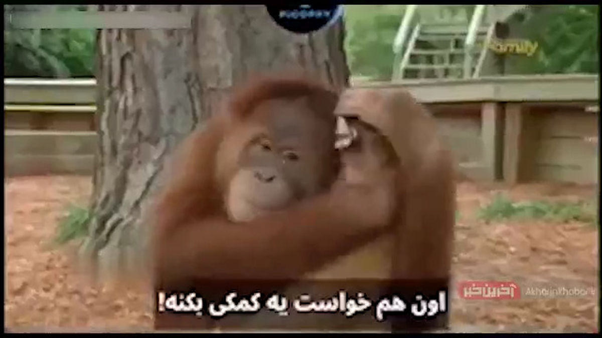 فیلم جالب از اورانگوتانی که از توله ببرها مراقبت می کند