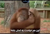 فیلم جالب از اورانگوتانی که از توله ببرها مراقبت می کند