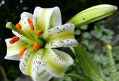 گلی که فقط در روستای داماش یافت میشود !+عکس
