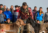 مسابقه جنگ خونین سگ‌ها در مازندران +عکس