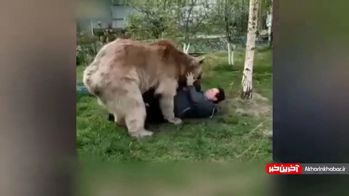 دوستی عجیب یک خانواده با خرس+ویدئو