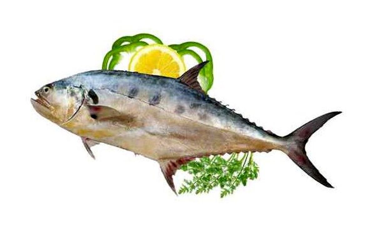 هنگام خرید ماهی شیر به چه نکاتی باید توجه کنیم؟