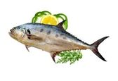 هنگام خرید ماهی شیر به چه نکاتی باید توجه کنیم؟