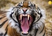 خمیازه وحشتناک ببر جلوی دوربین! +عکس