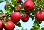 4 عامل افزایش دلالی میوه