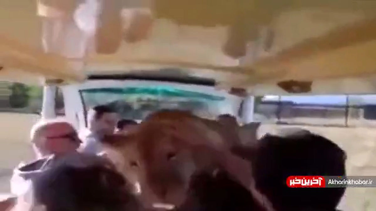 پریدن وحشتناک شیر به داخل خودروی گردشگران!+ویدئو