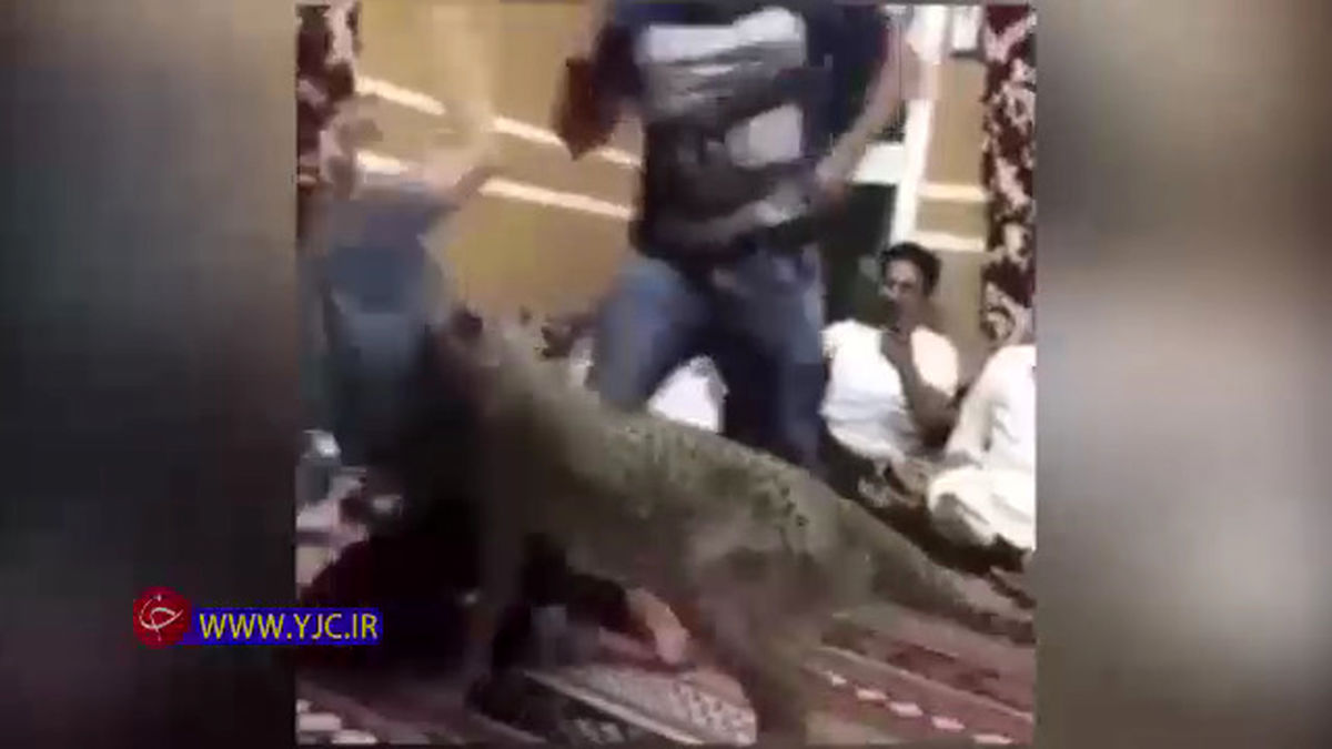 حمله وحشتناک یوزپلنگ به یک مرد +عکس