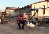 دوستی ۳۷ ساله پیرمرد و قو سوژه شد+عکس