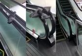 کبوتری که در شبکه‌های مجازی غوغا کرد +عکس