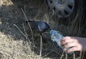 لحظه آب خوردن پرنده شکاری از دست انسان + عکس