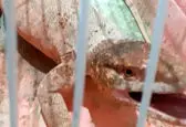 کشف بزمجه بزرگ در ساختمان مسکونی در ورامین 