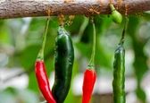 عکس عجیب از مورچه های وزنه بردار!