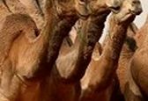 راه‌اندازی اولین کافه ادرار شتر در عربستان