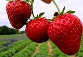 این میوه داروی ژاپنی ها برای درمان زخم  است