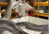حمله مار به نگهبان باغ وحش +عکس