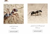 فروش مورچه گله دار و باغبان! +عکس 