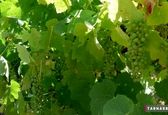 رواج دزدی عجیب در آلمان برای پخت یک غذای لذیذ +عکس