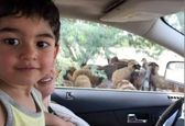 عکس عجیب زیبا بروفه و پسرش اهورا