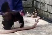 صحنه حیرت انگیز دفاع مرغ مادر از جوجه هایش  +فیلم