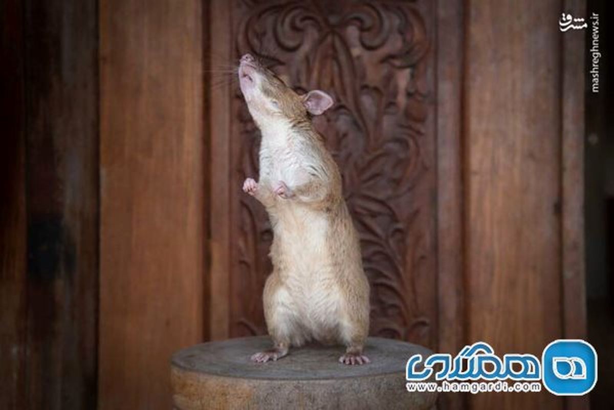 خنثی سازی مین با موش + عکس