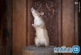 خنثی سازی مین با موش + عکس