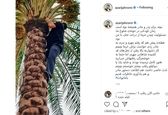  وزیر جوان روحانی بالای نخل +عکس