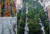 خیابانی زیبا در کردستان ایران+عکس
