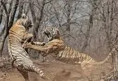 حمله ناگهانی دو ببر بنگال به یکدیگر در مقابل گردشگران + فیلم