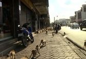 حکومت میمون‌ها در یک شهر تایلند +عکس