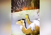 تعجب شترها از بارش برف شدید عربستان + فیلم