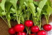 خواص تایید شده ی برگ تربچه در طب سنتی و مدرن